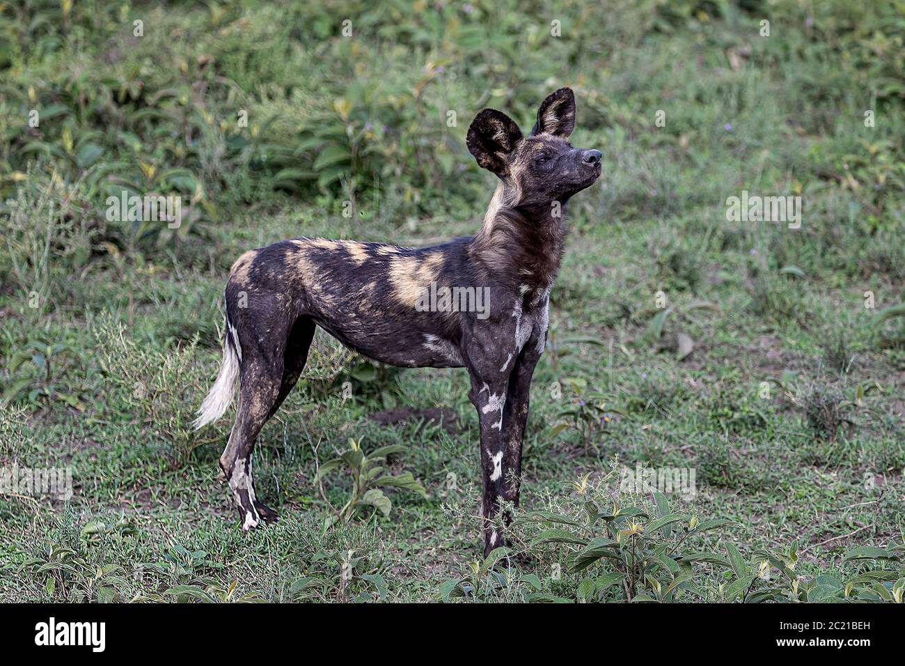 African Wild Dog (Lycaon pictus) Foto Stock