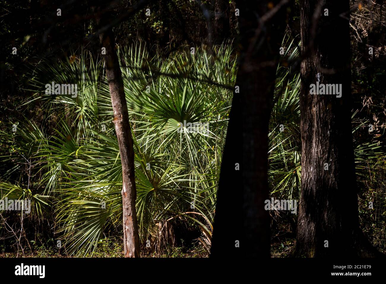 Sabal palme tra le querce in una zona boscosa della Florida del Nord. Foto Stock