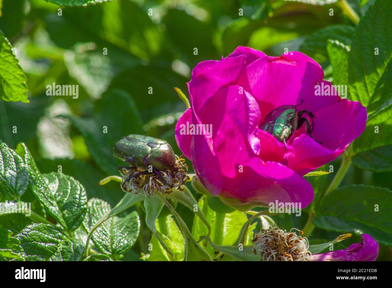 Due scarabei verdi su un letto di arbusto verde con fiori rosa. Foto Stock