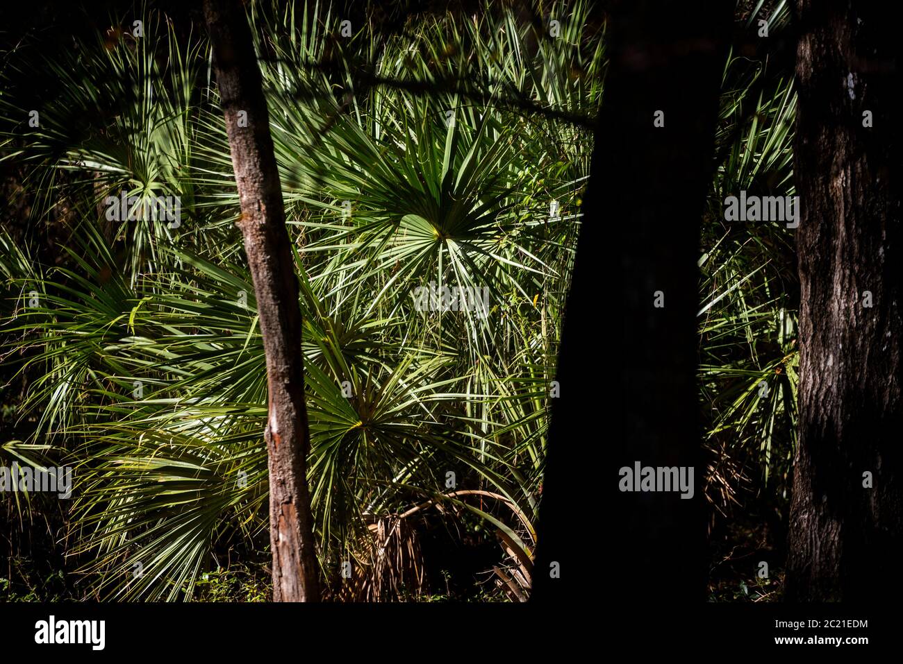 Sabal palme tra le querce in una zona boscosa della Florida del Nord. Foto Stock