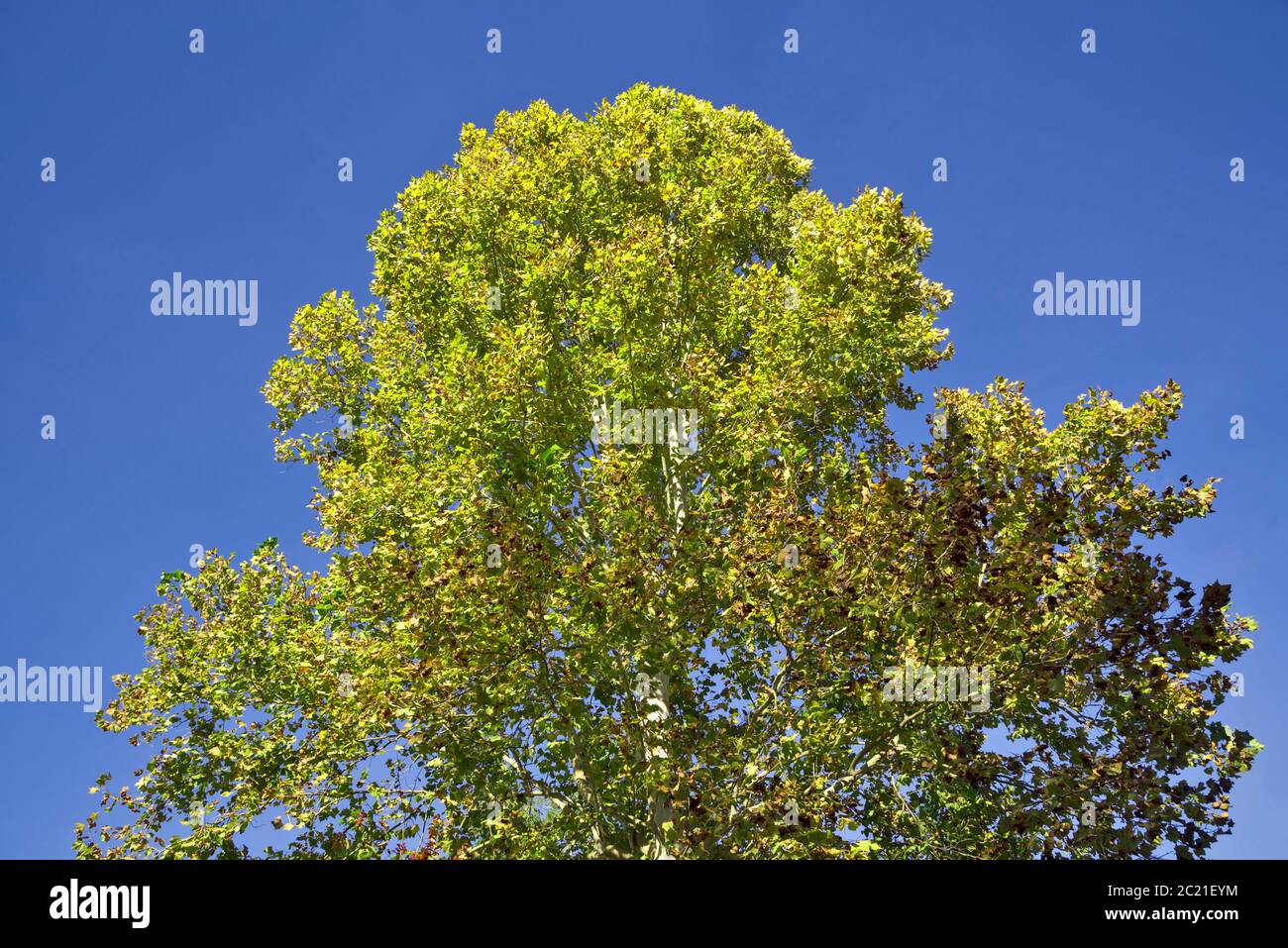 Grande albero di Sycamore con foglie gialle mutevoli d'autunno nel Nord della Florida Centrale. Foto Stock