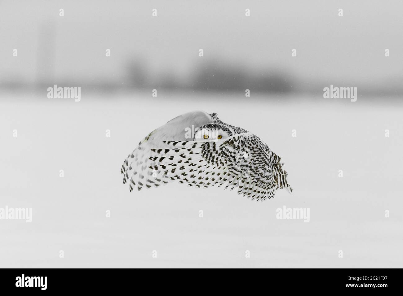 Pulo nevoso (Bubbo scandiacus) nella neve, Ontario, Canada Foto Stock