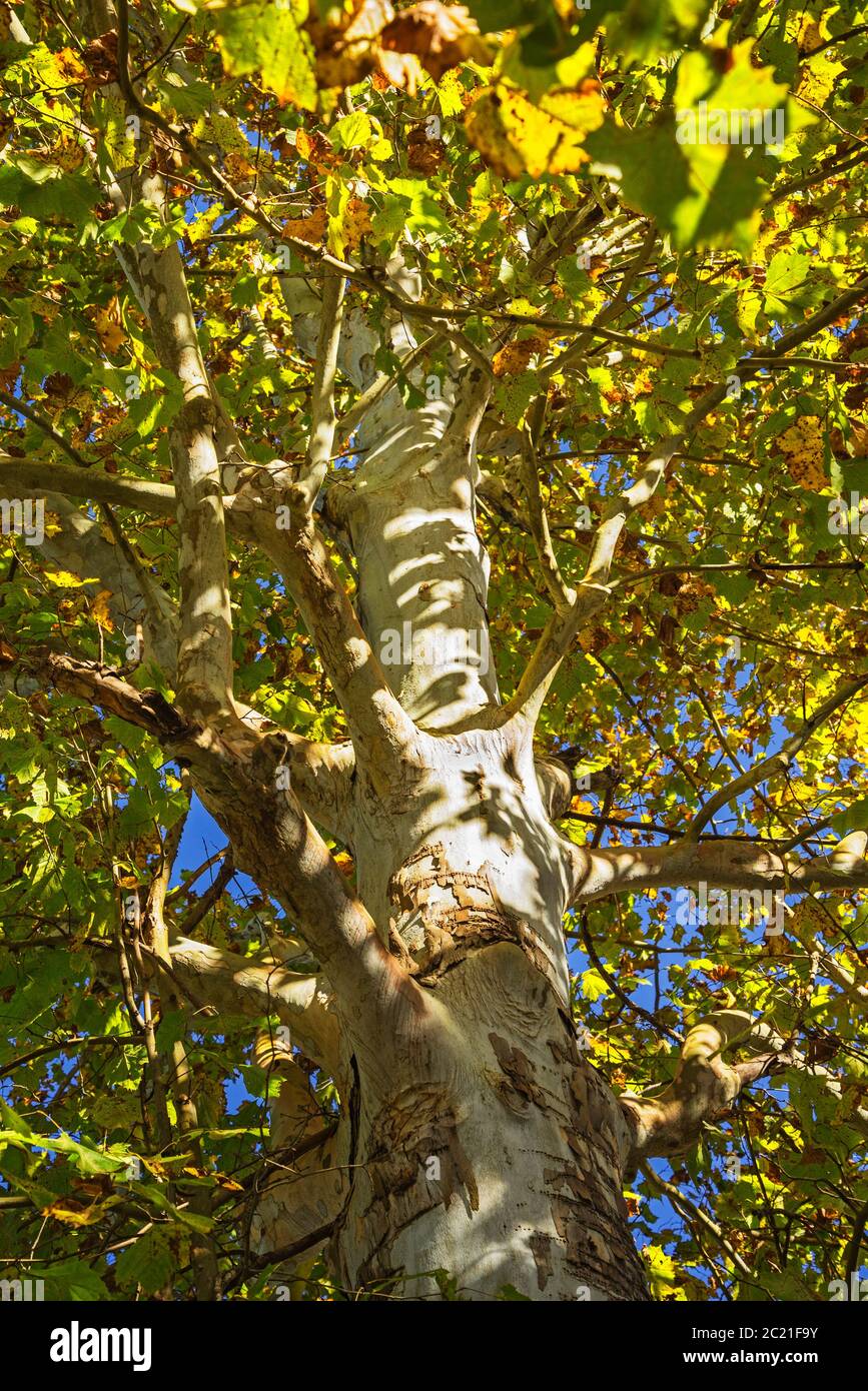 Grande albero di Sycamore con foglie gialle mutevoli d'autunno nel Nord della Florida Centrale. Foto Stock