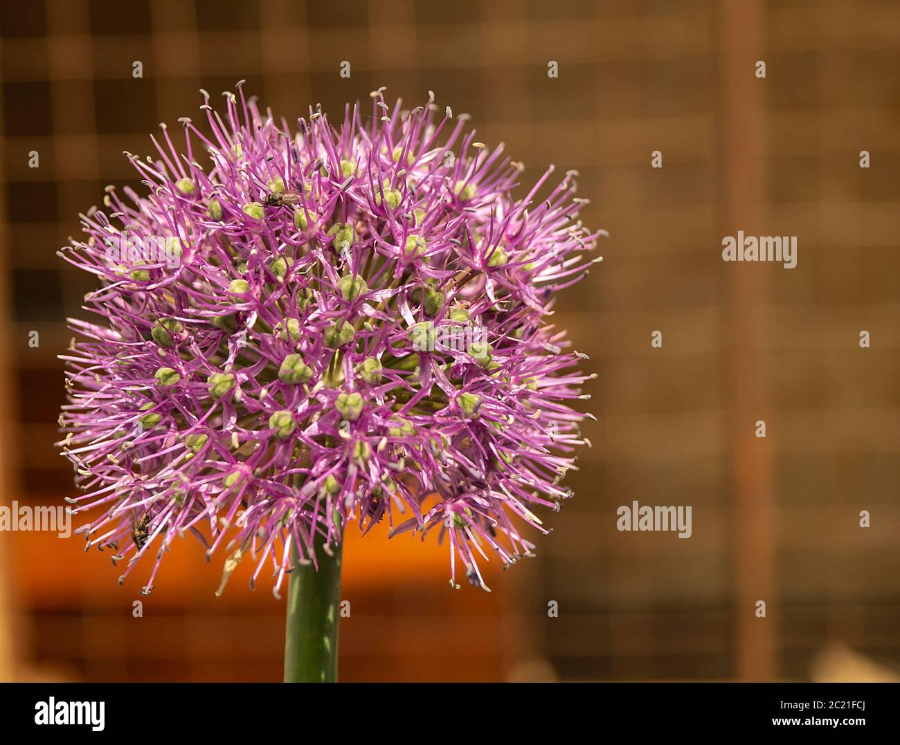 Cipolla decorativa in giardino close-up.flowering testa a primavera di tempo Foto Stock