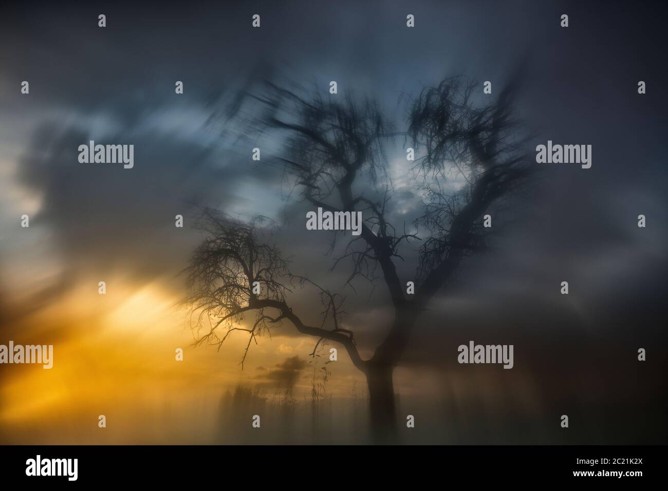 Paesaggio ispirato dai dipinti di William Turner. Albero asciutto retroilluminato. Sierra de Guadarrama. Madrid. Spagna Foto Stock