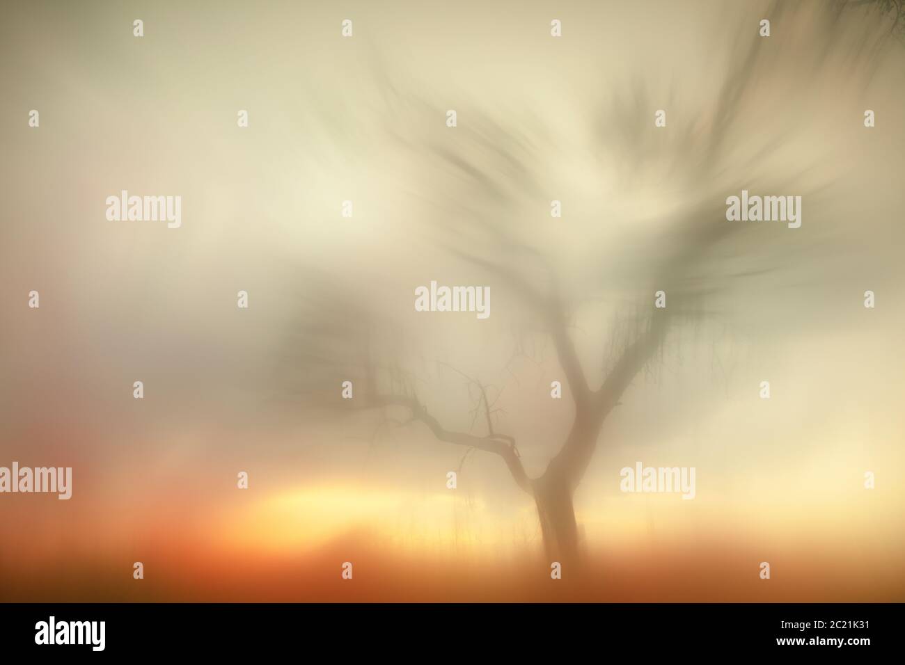 Paesaggio ispirato dai dipinti di William Turner. Albero asciutto retroilluminato. Sierra de Guadarrama. Madrid. Spagna Foto Stock