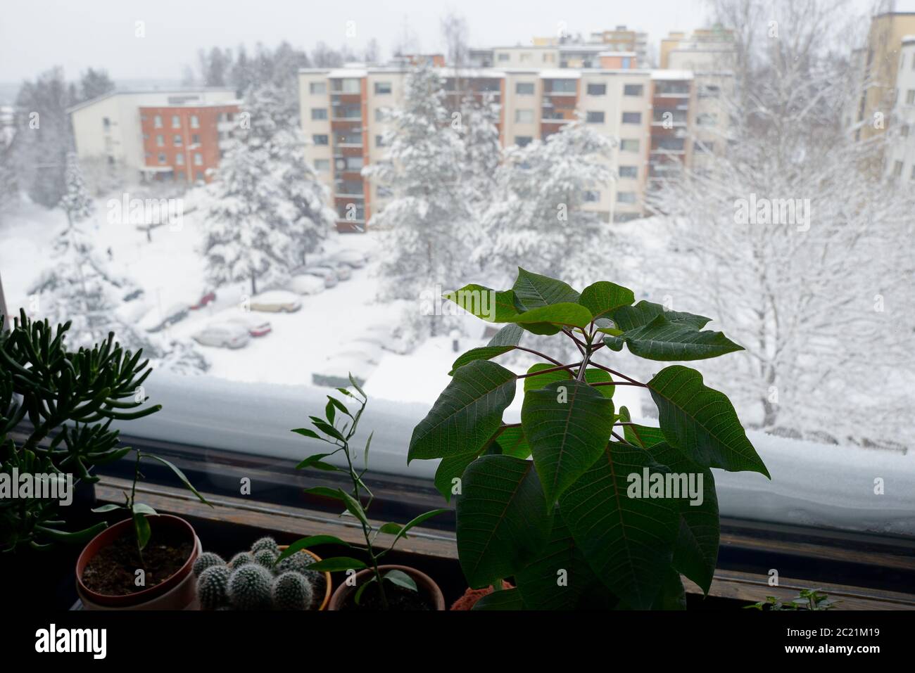 piante interne sul davanzale e vista dalla finestra del piano superiore in inverno Foto Stock