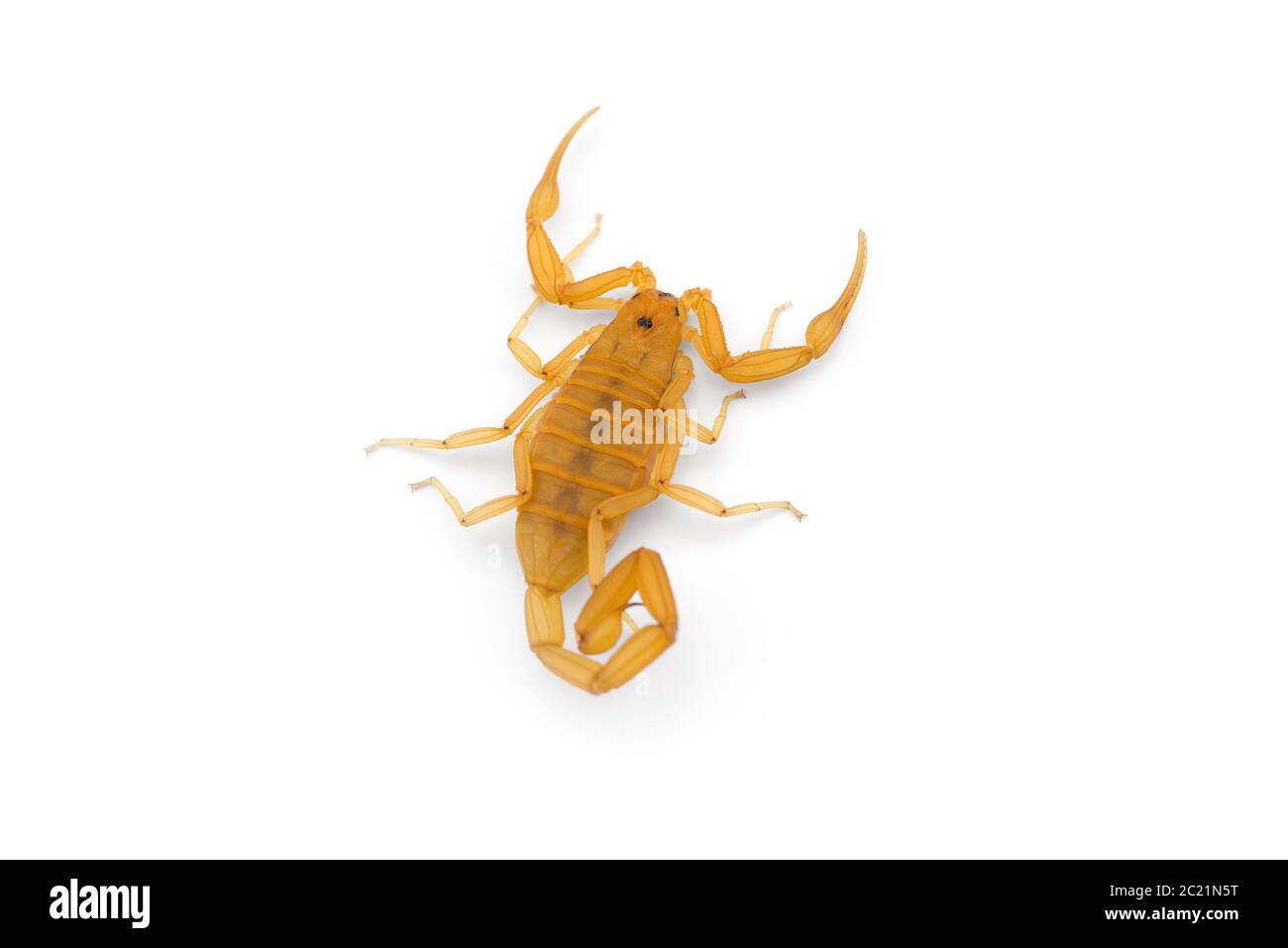 Giallo mortale pericoloso scorpione vista dall'alto isolato su sfondo bianco Foto Stock
