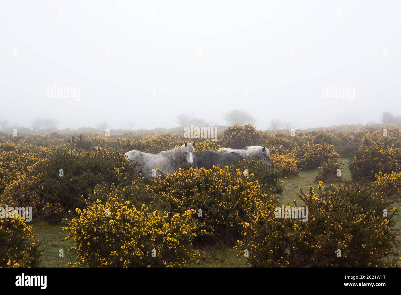 I pony di Dartmoor si nascondono insieme nella gola dal maltempo, il Parco Nazionale di Dartmoor. Foto Stock