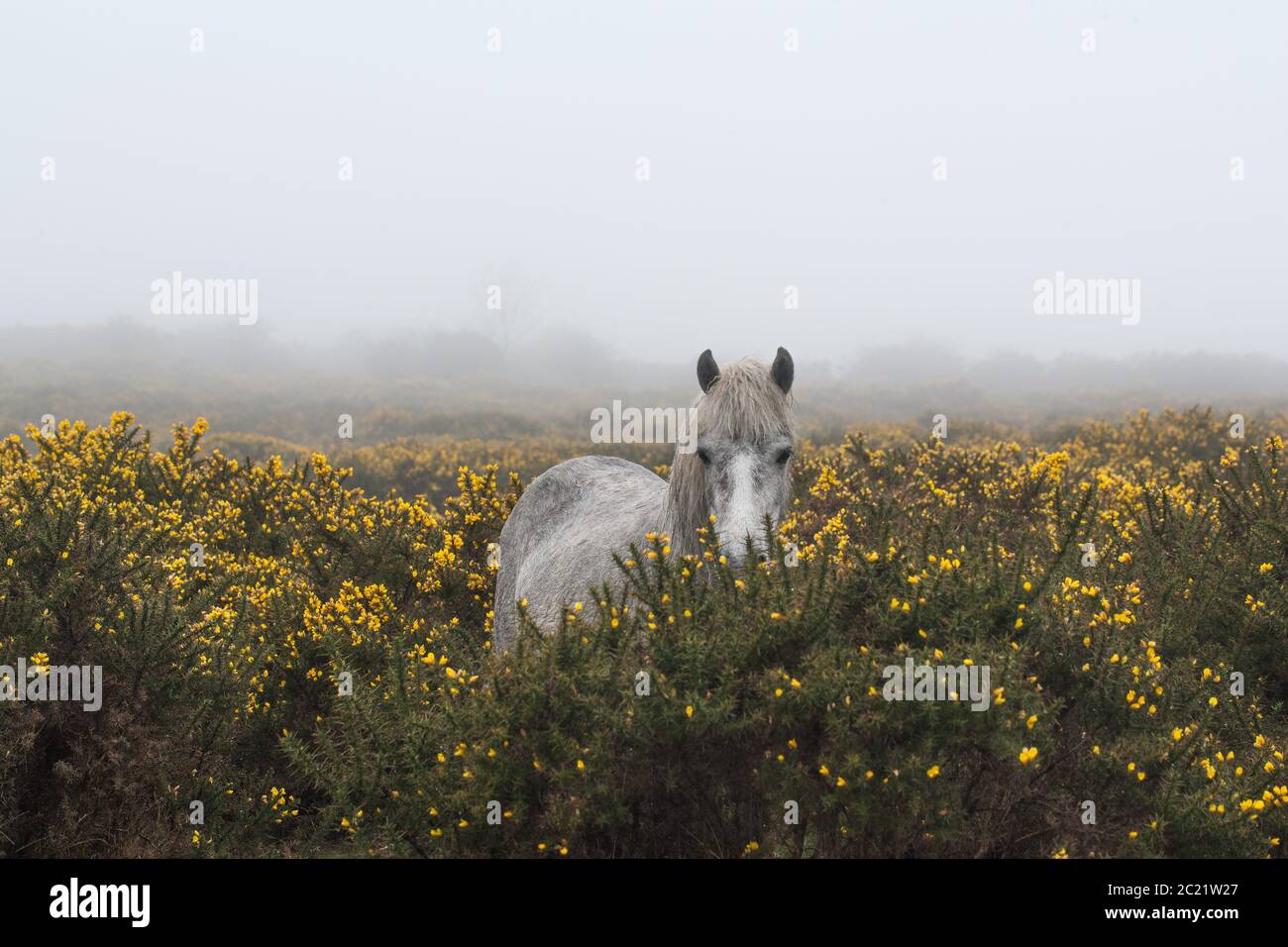 Ritratto di pony bianco Dartmoor in piedi da solo in brughiera, in tempo foggy. Foto Stock