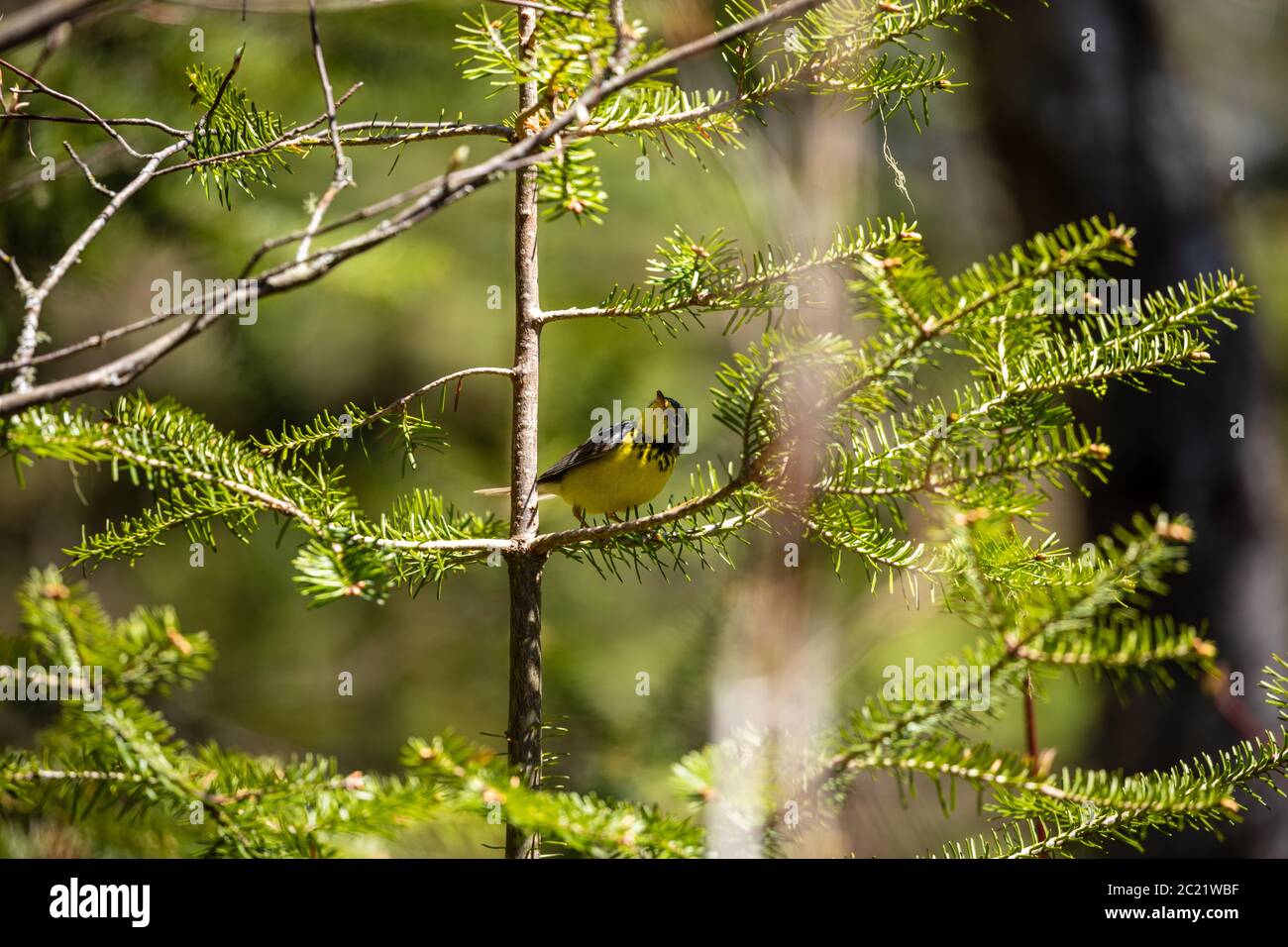Canada legno Warbler nella foresta di Pukaskwa Foto Stock