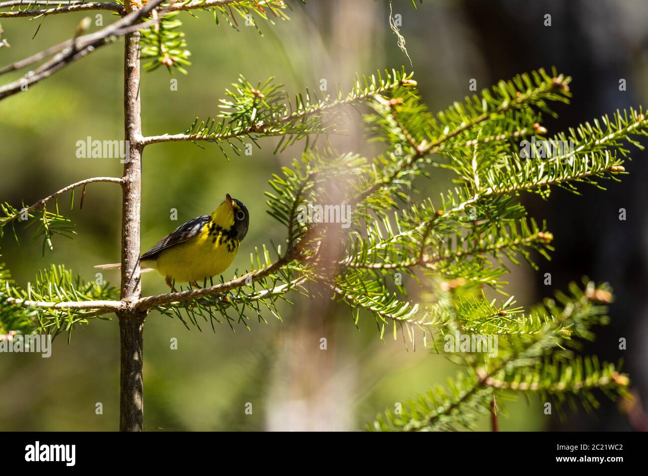 Canada legno Warbler nella foresta di Pukaskwa Foto Stock