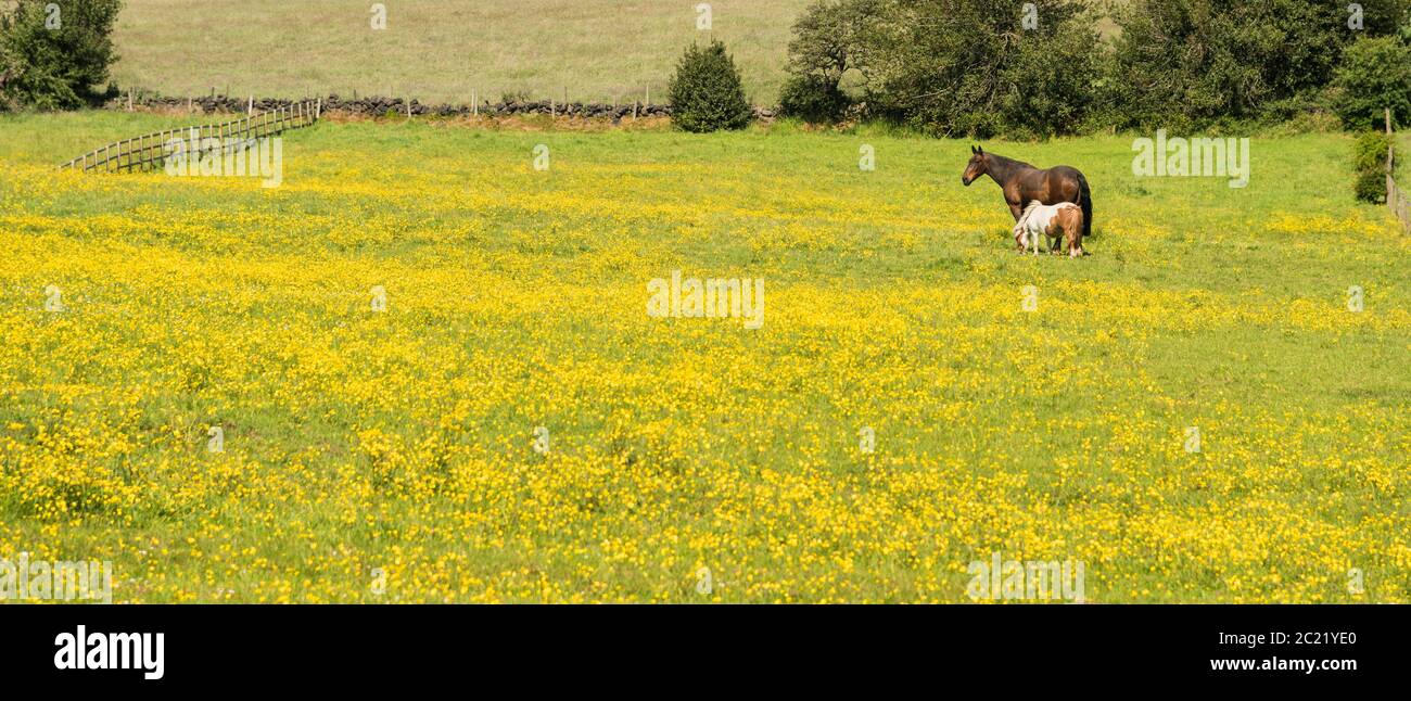 Due cavalli che pascolano in un campo di buttercup in estate. Staffordshire Inghilterra Regno Unito. Foto Stock