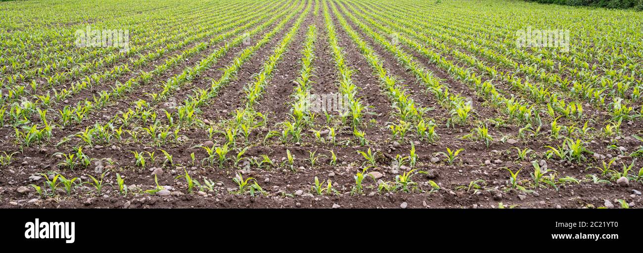 Campo di mais con giovani piantine di mais in primavera. Foto Stock