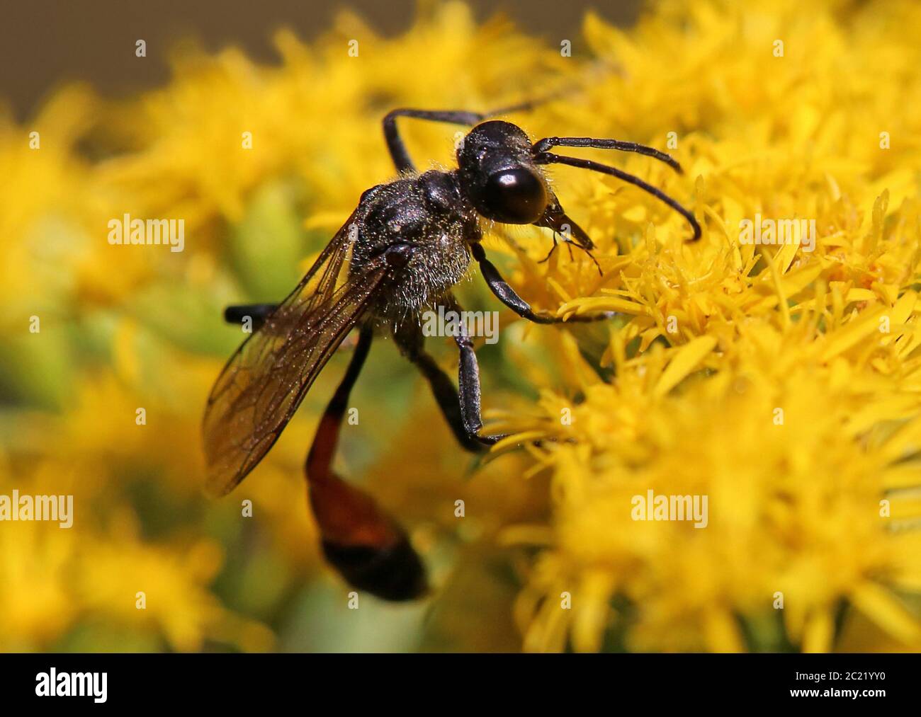 Maschio della comune vespa di sabbia Ammophila sabulosa Foto Stock