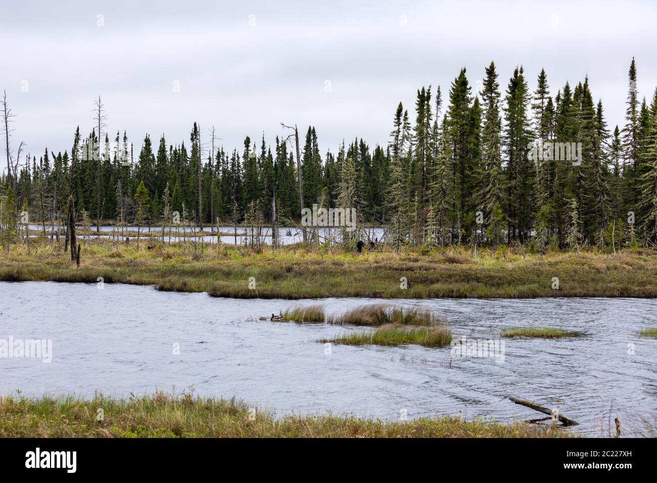 Foresta e lago in Canada Foto Stock