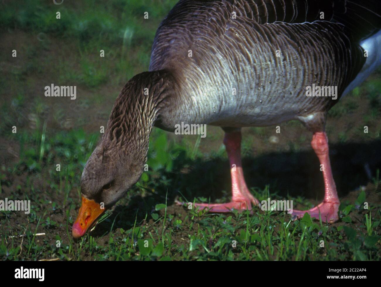 Greylag goose.liked ma più grande dell'oca di fagiolo di Taiga. Foto Stock