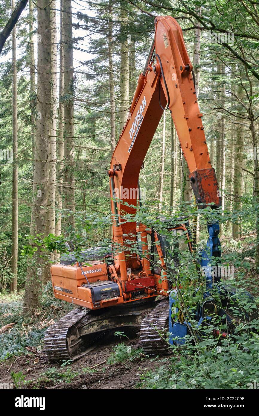 Lavori di silvicoltura in una piantagione di legname gallese - abbattimento di alberi con un cingolato idraulico Dosan DX300LC dotato di una testata di raccolta del legno Keto Foto Stock