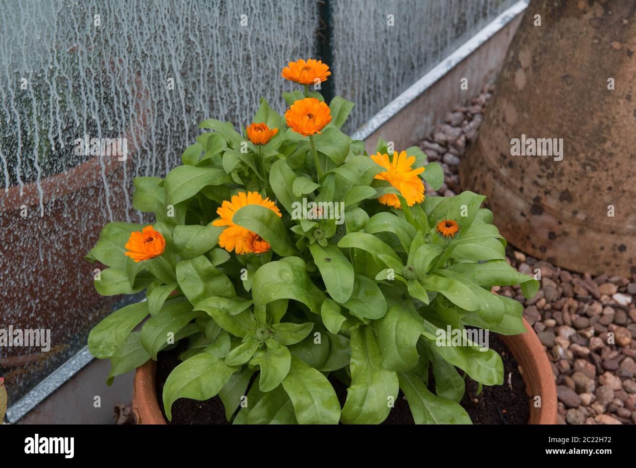 Estate fioritura arancione brillante Marigold pianta comune (Calendula officinalis) che cresce in un terreno di terracotta in un giardino rurale in Devon Rurale, E. Foto Stock
