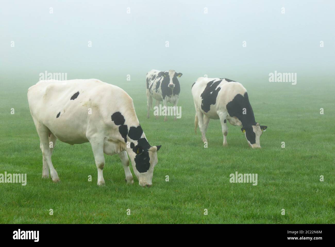 Le vacche frisiane di Holstein pascolano sul terreno agricolo nella mattinata nebbiosa del Devon orientale Foto Stock