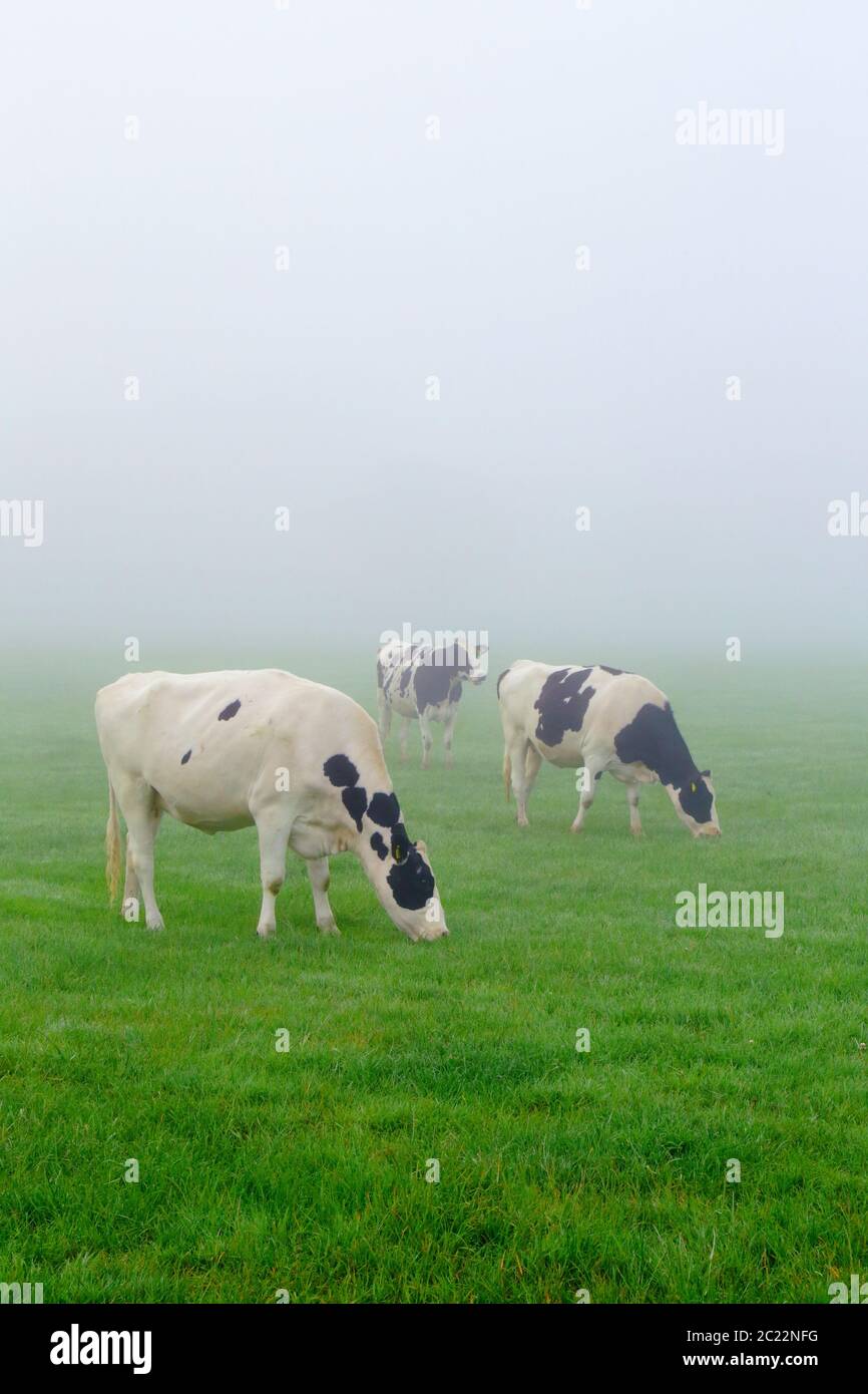 Le vacche frisiane di Holstein pascolano sul terreno agricolo nella mattinata nebbiosa del Devon orientale Foto Stock