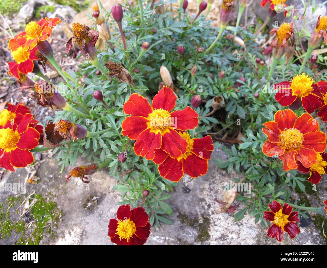 Signet marigold, tagetes tenuifolia, con fiori in rosso e giallo Foto Stock