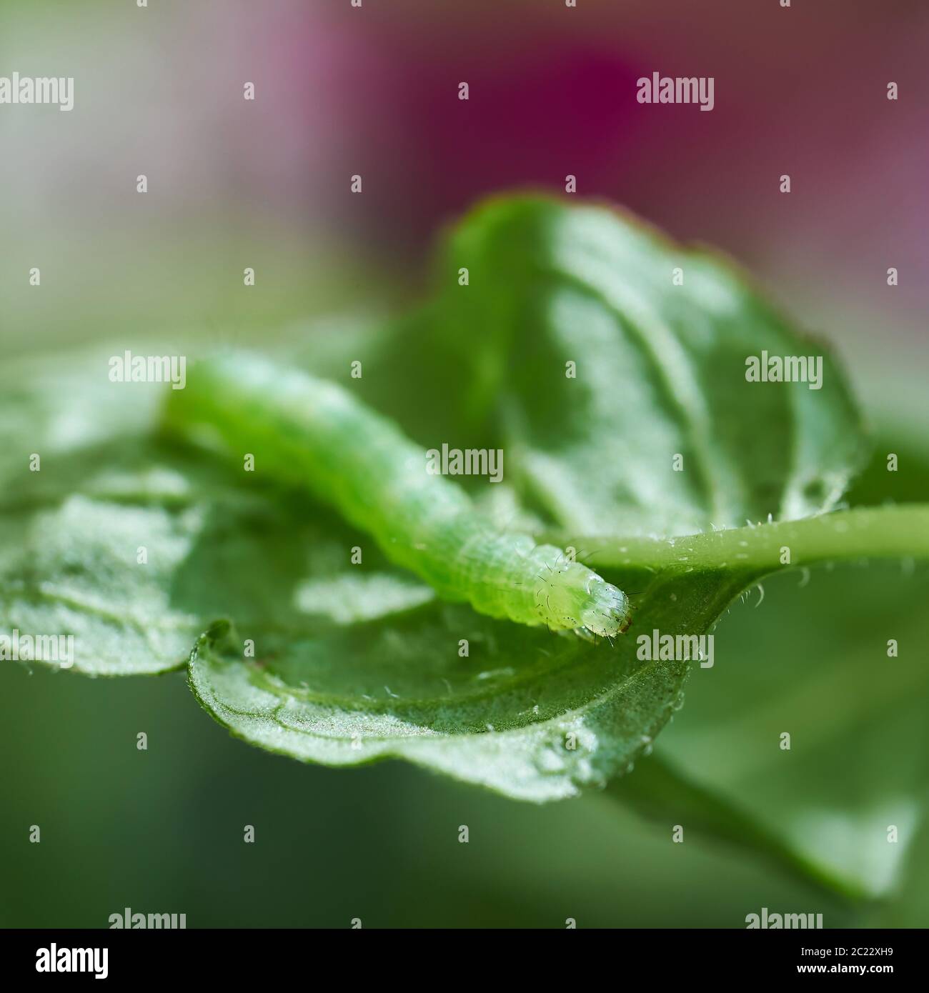 Caterpillar verde su una pianta di menta piperita in estate Foto Stock