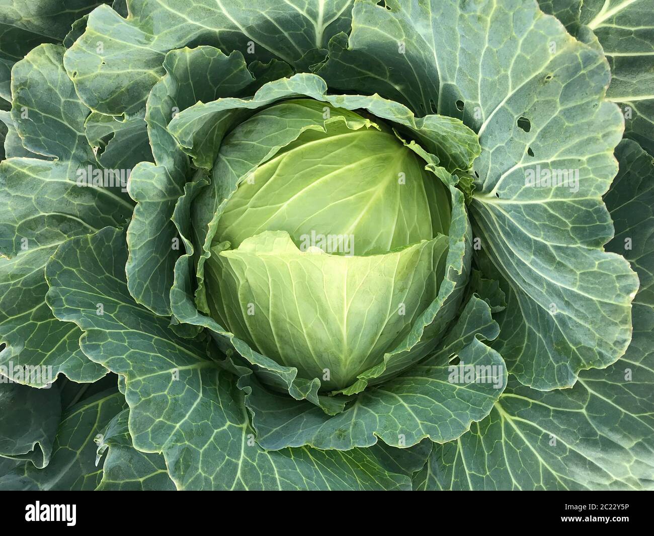 Cavolo testa che cresce su letto vegetale Foto Stock