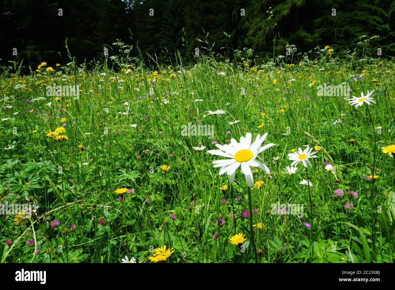 Fiori nel Fischleinbachtal Alto Adige Foto Stock