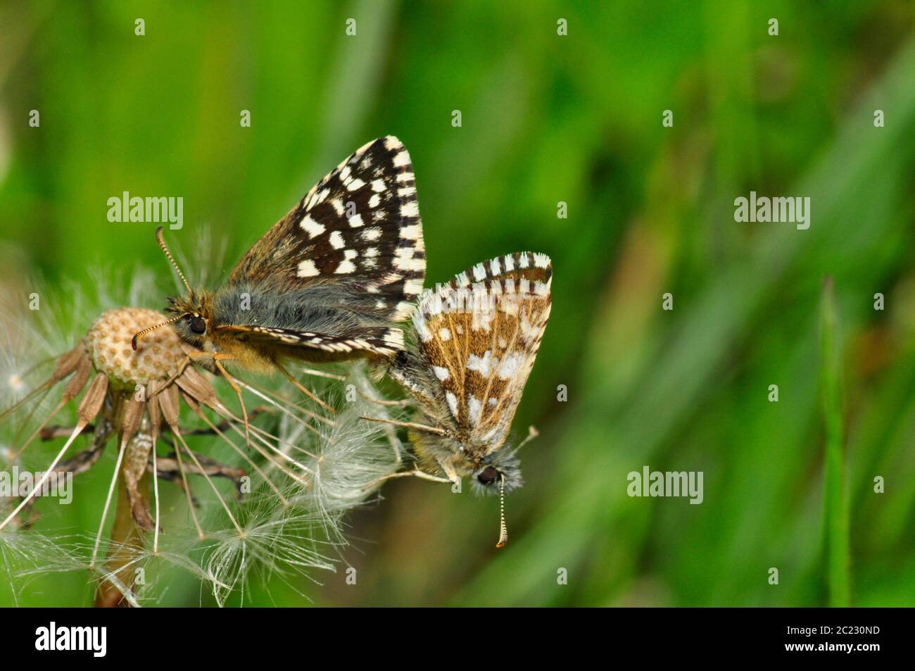 Grizzled Skippers (Pyrgus malvae) che si accoppia su una testa di dente di leone in maggio sul terreno discendente di gesso in Wiltshire.UK Foto Stock