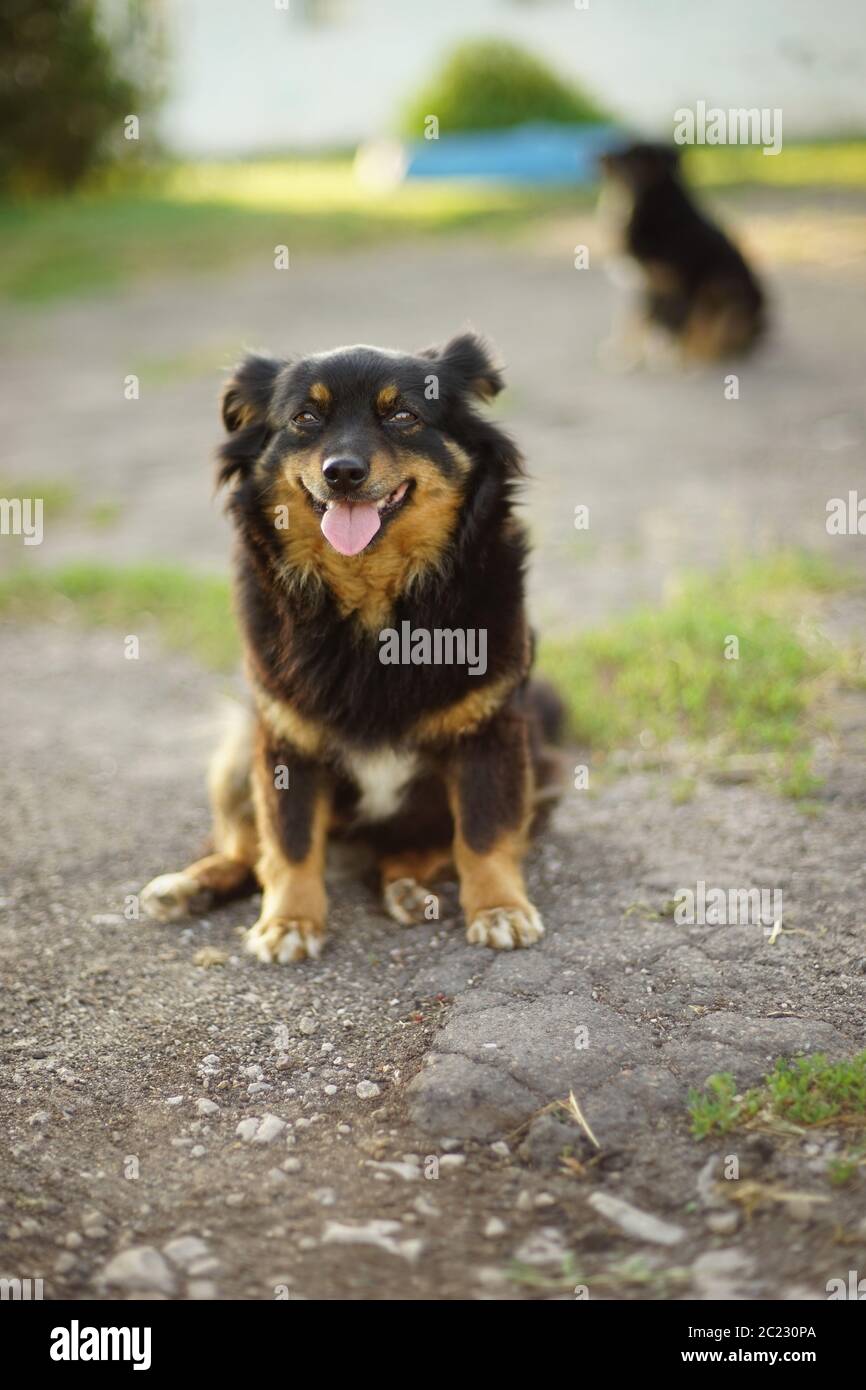 Felice cane sorridente seduto in un cortile estivo con la sua lingua h Foto Stock