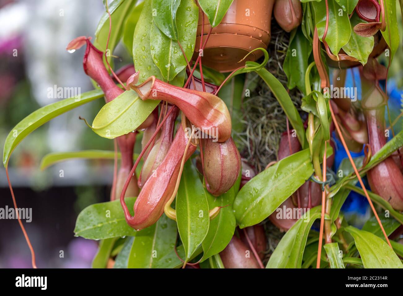 Nepenthes noto anche come lanciatore tropicali piante Foto Stock