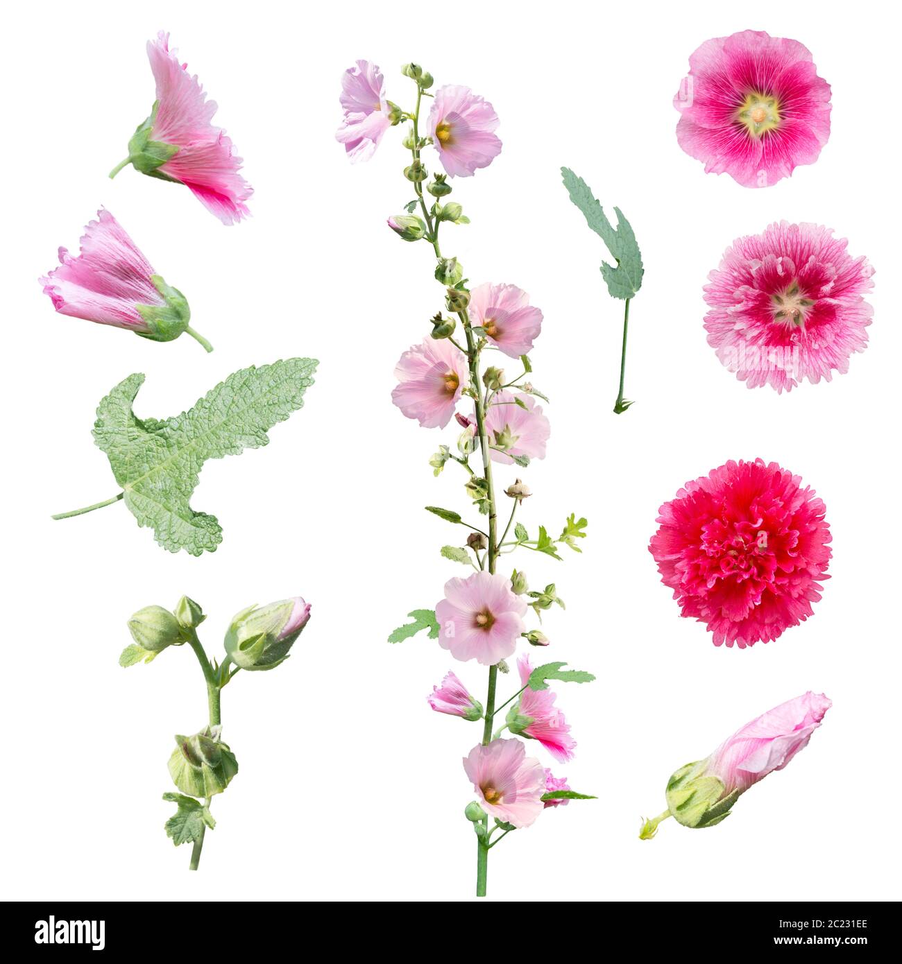 Set di hollyhock fiori , foglie e germogli isolati su sfondo bianco Foto Stock