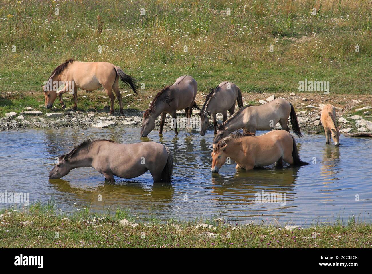 Konik mandria, cavallo primitivo polacco, che beve in una buca d'acqua Foto Stock