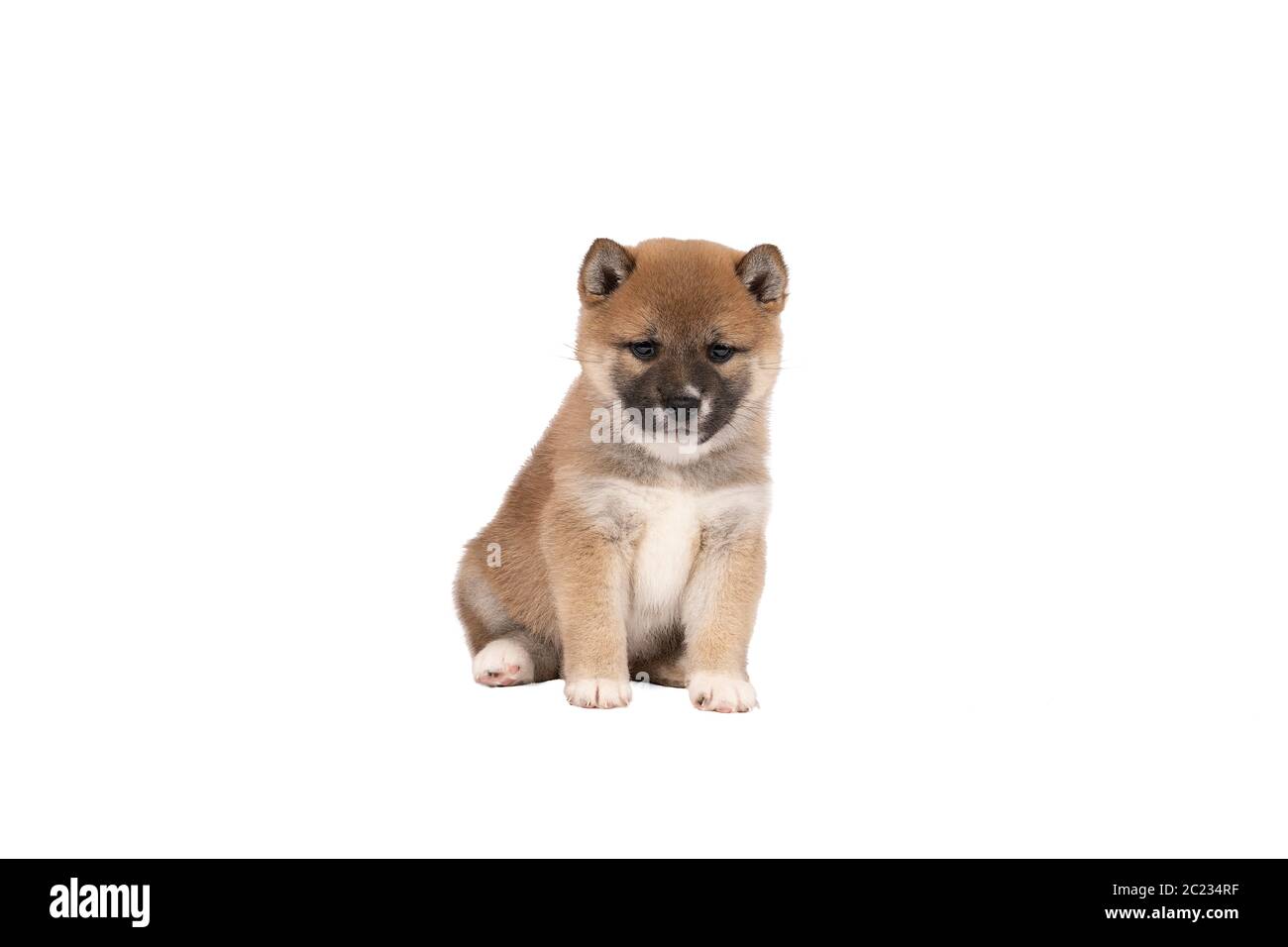 Un cucciolo Shiba Inu seduto isolato su uno sfondo bianco con spazio per la copia del tekst Foto Stock