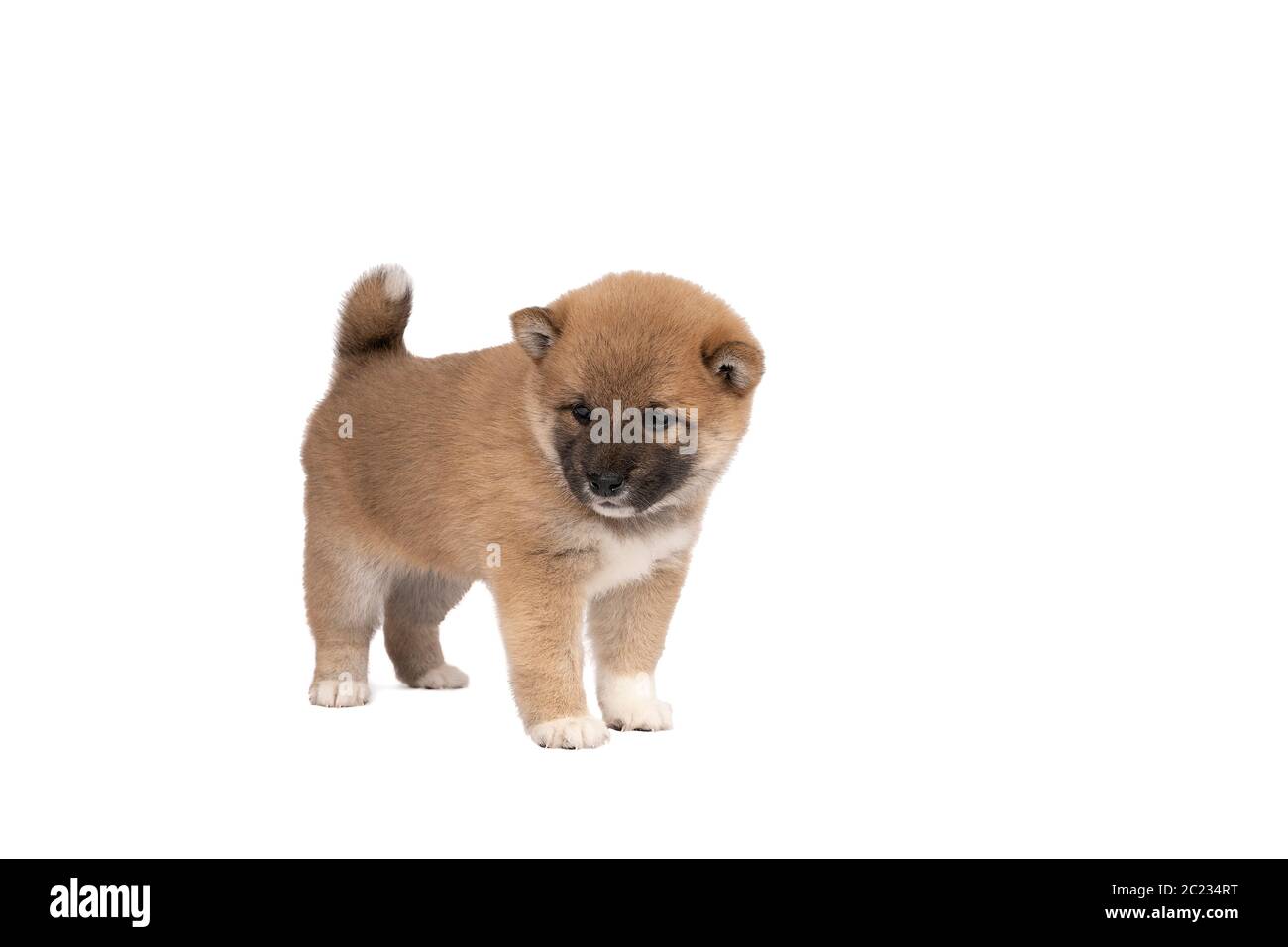 Un cucciolo Shiba Inu isolato su uno sfondo bianco con spazio per la copia del tekst Foto Stock