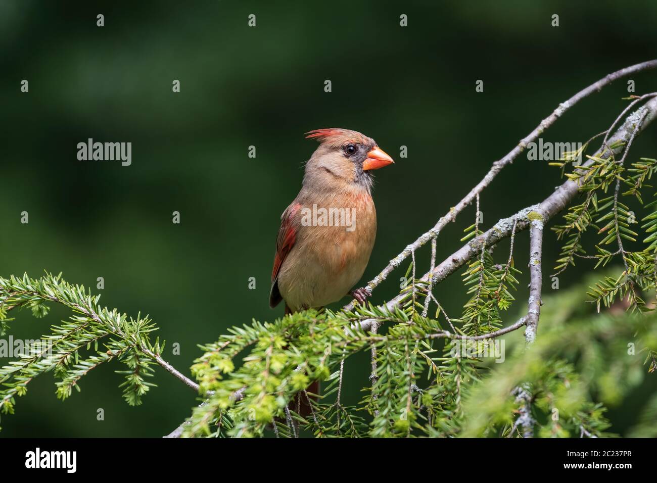 Femmina cardinale settentrionale arroccato su un ramo. Foto Stock