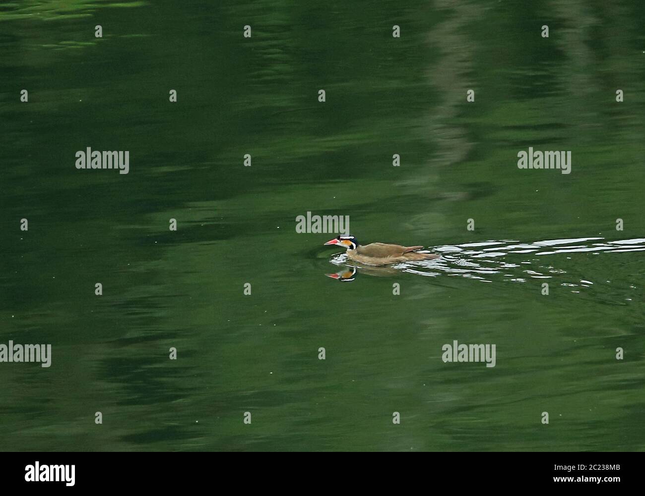 Sungrebe (Heliornis fulica) femmina adulto che nuota nel lago Honduras febbraio 2016 Foto Stock