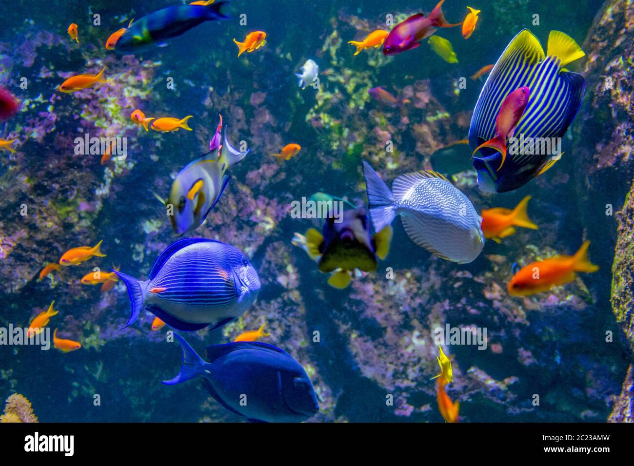 paesaggio acquatico con molti pesci colorati della barriera corallina Foto Stock