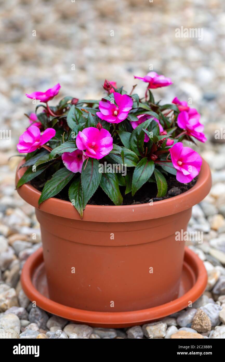 Di un bel colore rosa Nuova Guinea impatiens fiori nel giardino estivo. Foto Stock