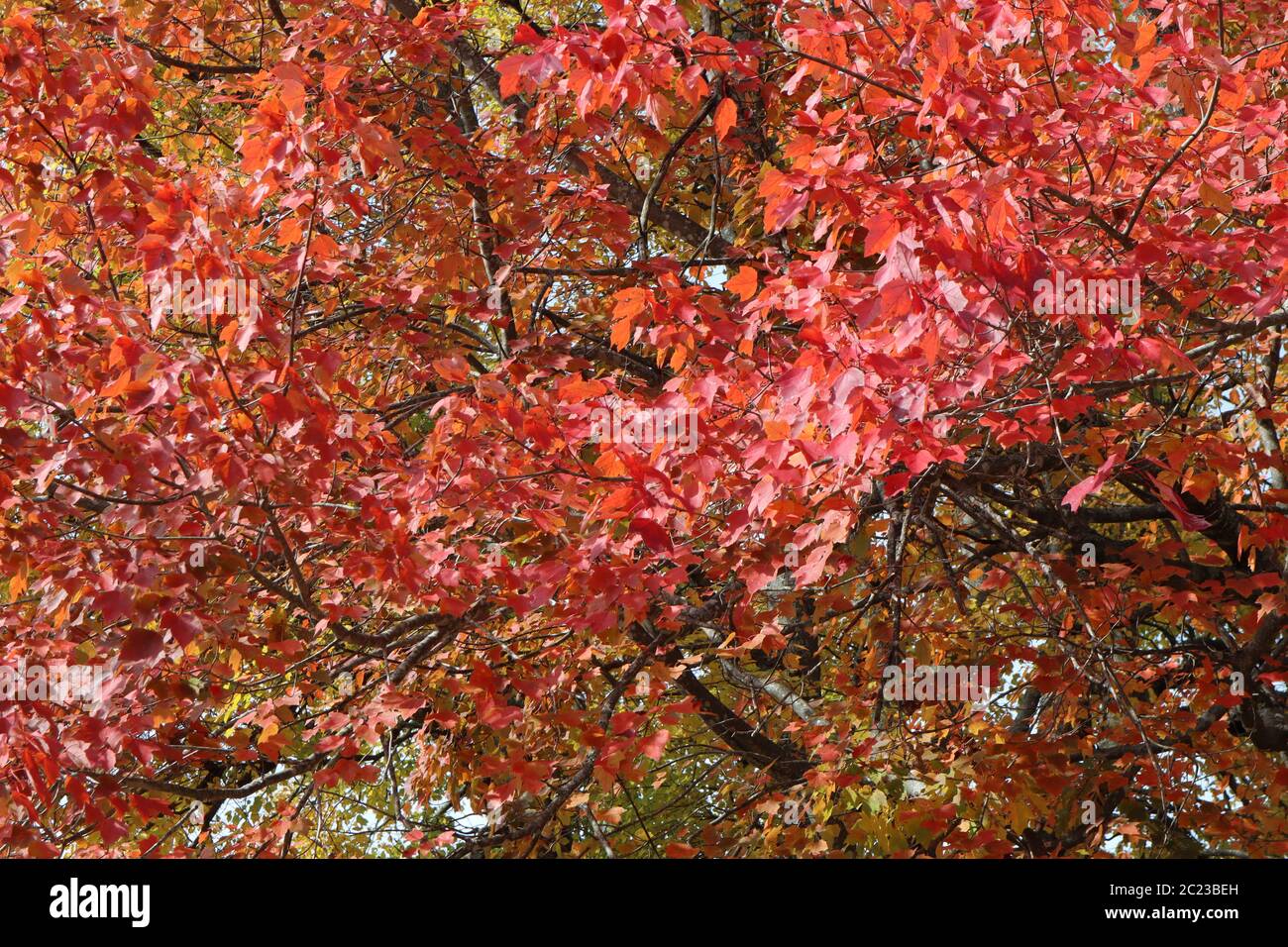 Un albero di pero di gallery mostra il suo vivace e colorato rosso autunno fogliame Foto Stock