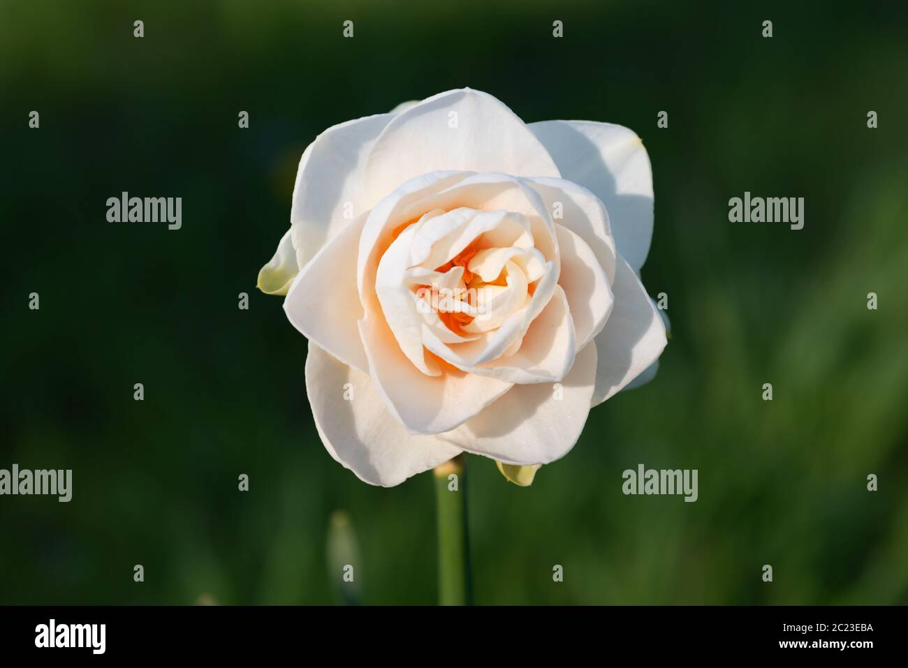 Bianco luminoso e fiore arancione Foto Stock