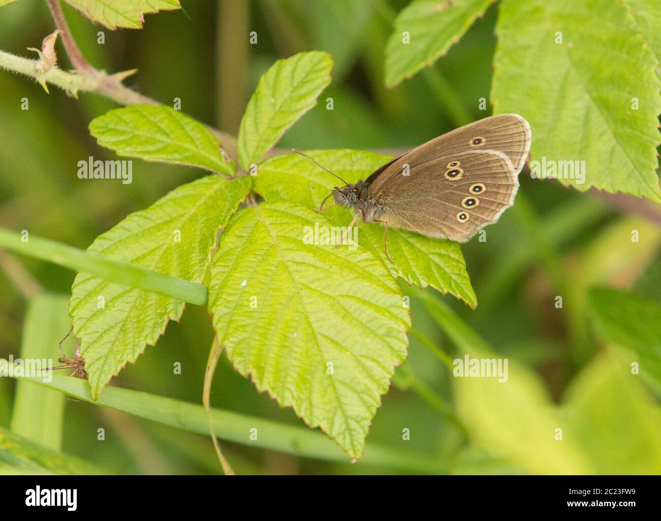 Ringlet Butterfly, arroccato su una foglia nella campagna britannica Foto Stock