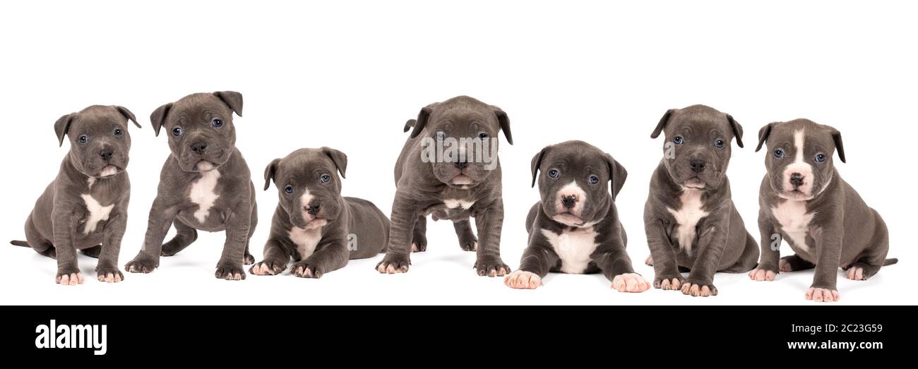 Un panorama di un gruppo di cuccioli purebred americani Bully o Bulldog, fratelli con pelliccia blu e bianca isolati su uno sfondo bianco Foto Stock