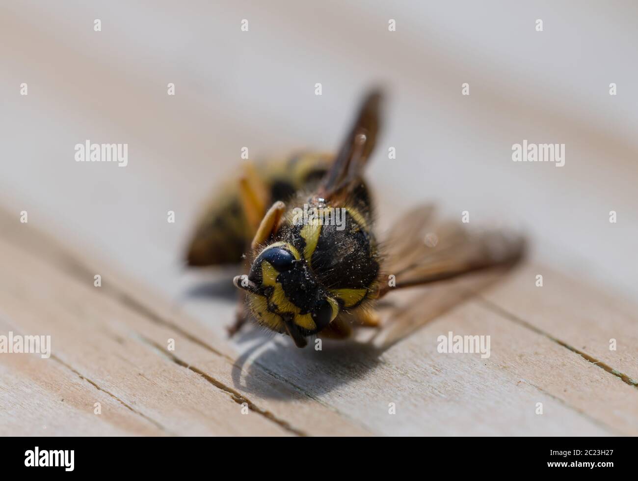 Giacca gialla ape a terra Foto Stock