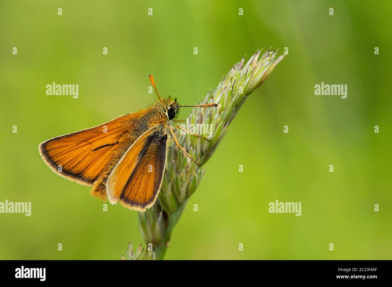 Piccola Skipper Butterfly, Thymelicus sylvestris, arroccato sull'erba nella campagna britannica, estate 2020 Foto Stock