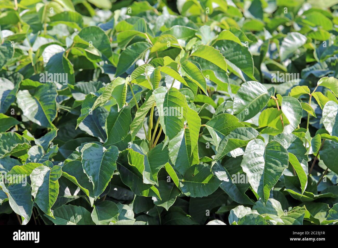 Giftsumach Rhus toxicodendron Foto Stock