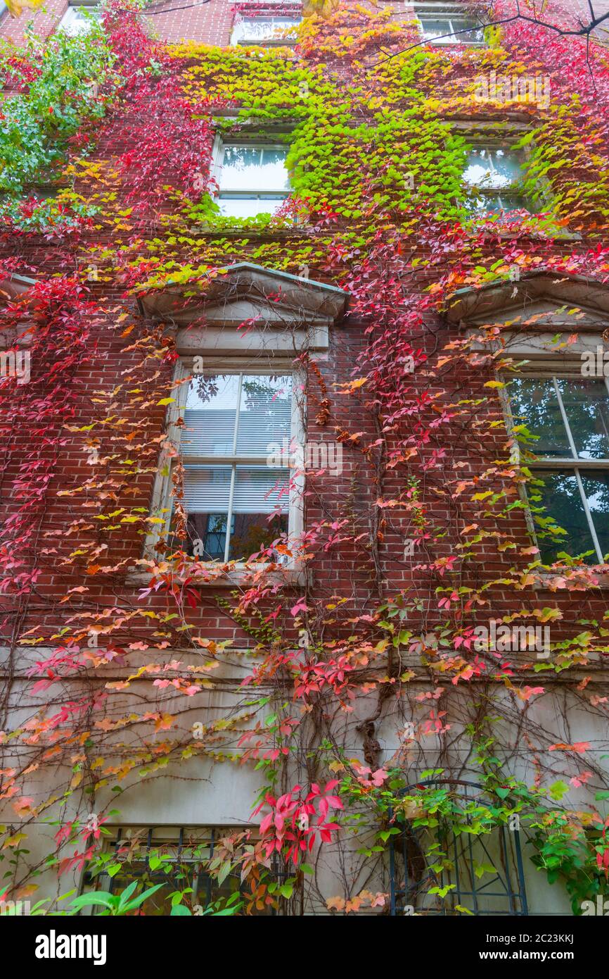 Case vittoriane da strada in mattoni rossi Boston esterno con Boston edera in autunno colori drappeggiato giù pareti e intorno finestre. Foto Stock