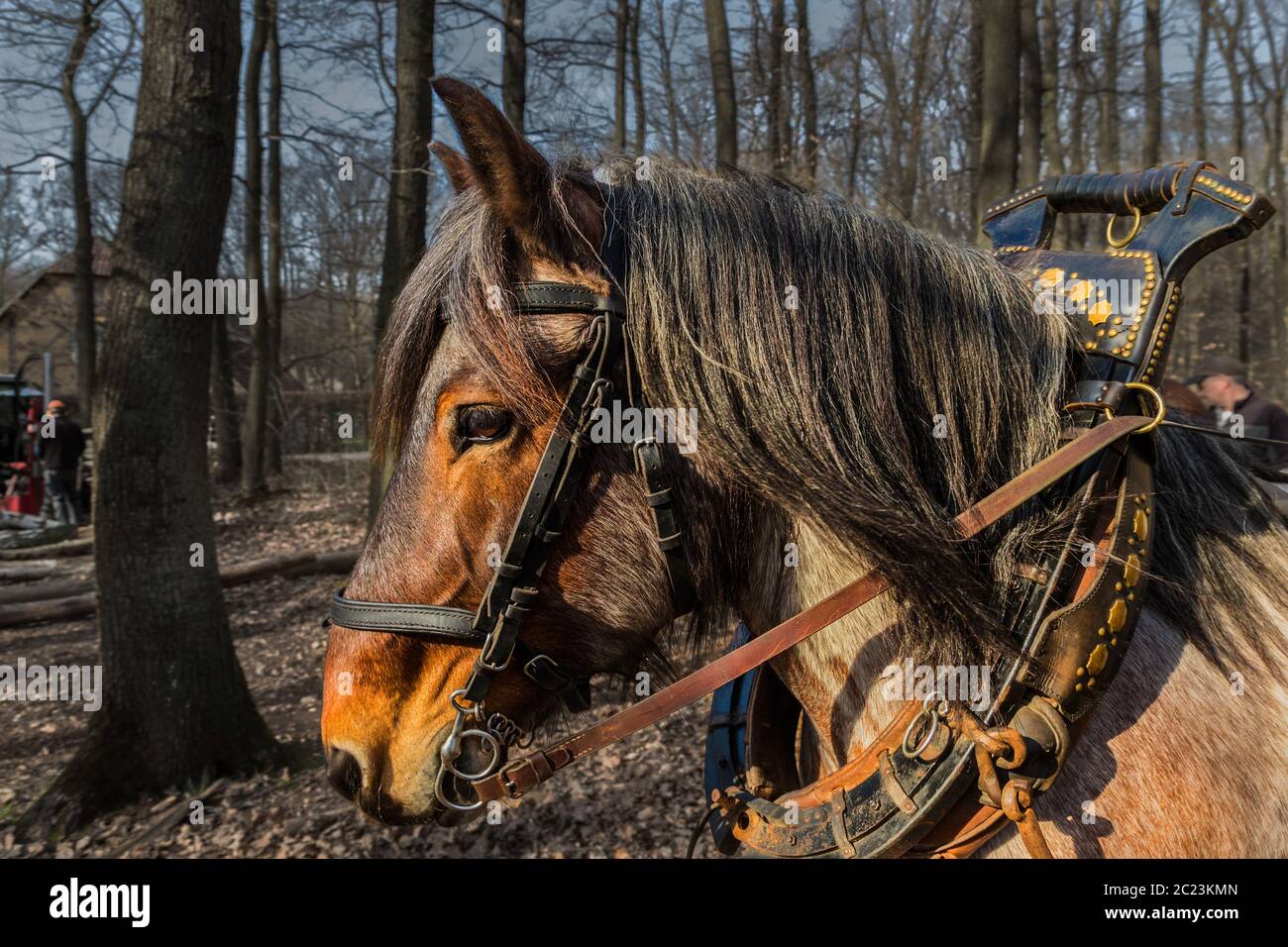 Ritratto di un cavallo a sangue freddo con un collare Foto Stock