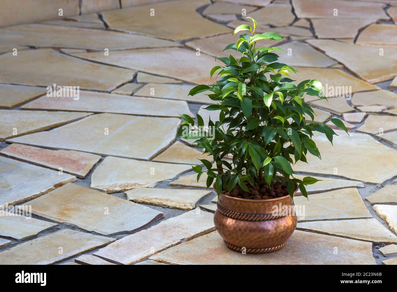 ficus benjamina in una pentola rustica in metallo su uno sfondo di pietra Foto Stock